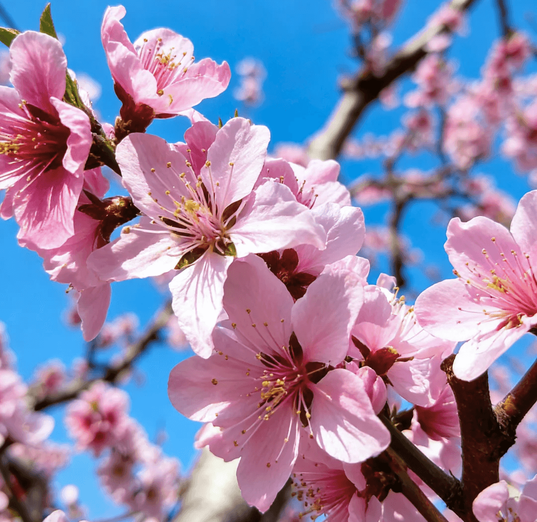 Peach Splendor Keycap Set