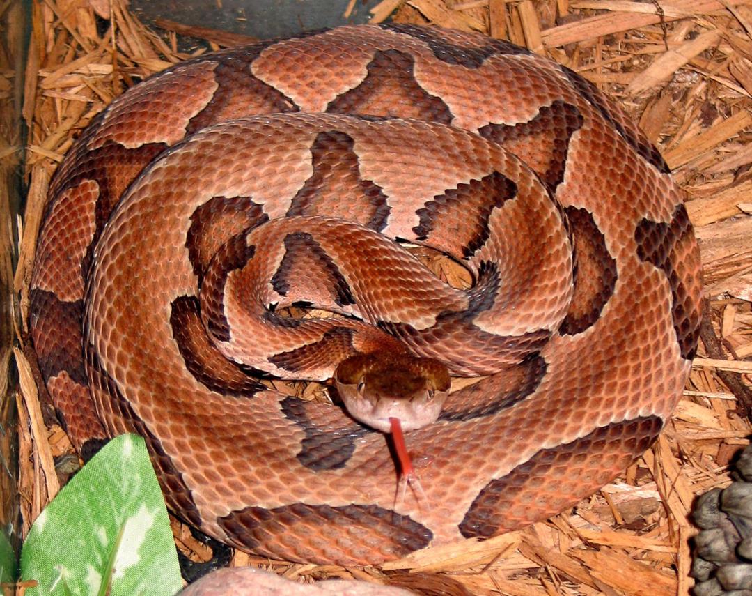 COPPERHEAD by DeepKeys (IC)