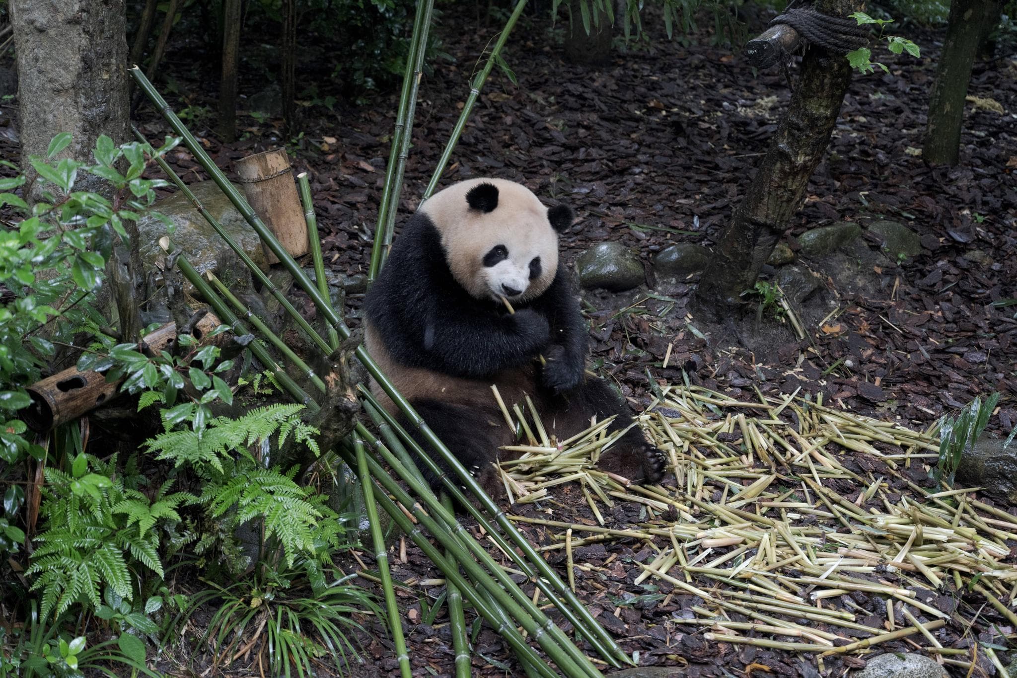 DesignerStudio Panda Drum Switches - Gallery image 4 showing project details